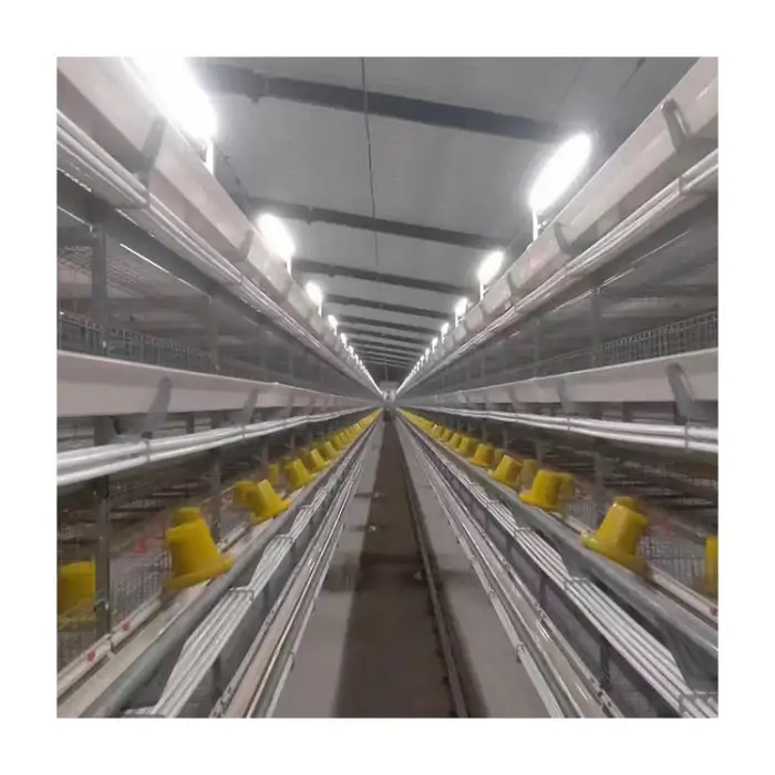 The Tbb Plant Sells H-Type Fully Automated Poultry Farm Broiler Cage Equipment for Breeding Broiler Cage Broilers