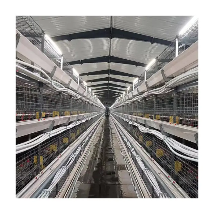 The Tbb Plant Sells H-Type Fully Automated Poultry Farm Broiler Cage Equipment for Breeding Broiler Cage Broilers