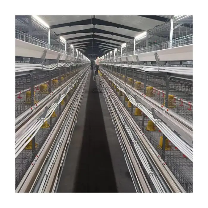 The Tbb Plant Sells H-Type Fully Automated Poultry Farm Broiler Cage Equipment for Breeding Broiler Cage Broilers
