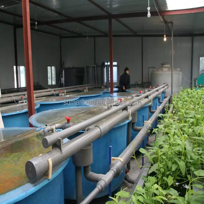 Customizable Aquaponics System for Fish Aquaponics Raft Bed Fish Aquaponics Tanks