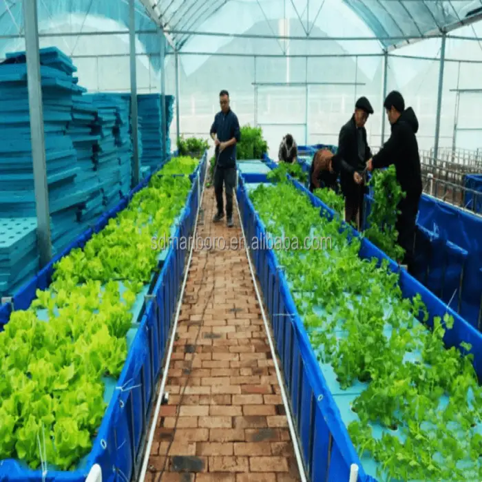 Customizable Aquaponics System for Fish Aquaponics Raft Bed Fish Aquaponics Tanks