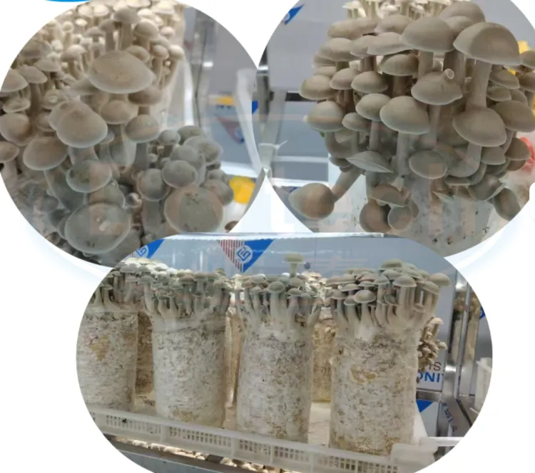 Intelligent Mushroom Cultivation Greenhouse view 2