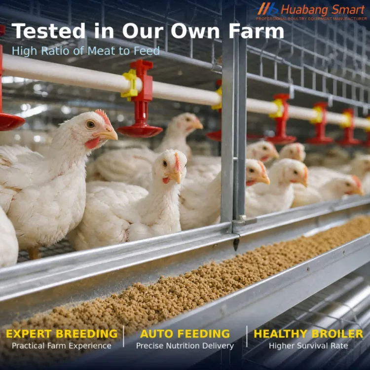 H-Type Automatic Broiler Chicken Cage -Dip Galvanized Poultry Farm Equipment One-Stop Solution with Installation Service — image 2