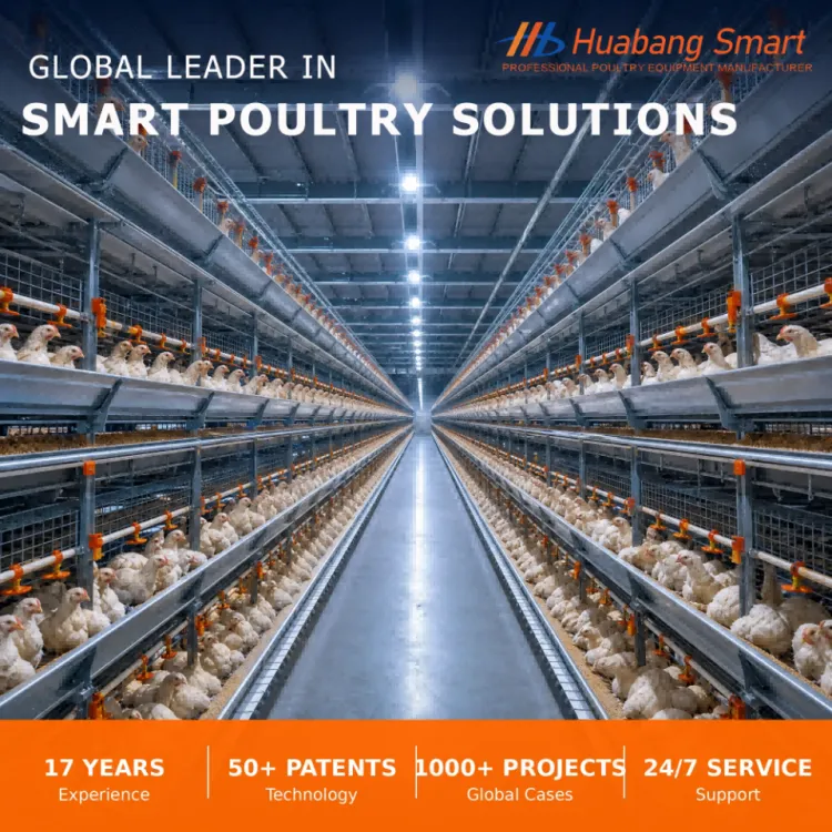 H-Type Automatic Broiler Chicken Cage -Dip Galvanized Poultry Farm Equipment One-Stop Solution with Installation Service — image 5