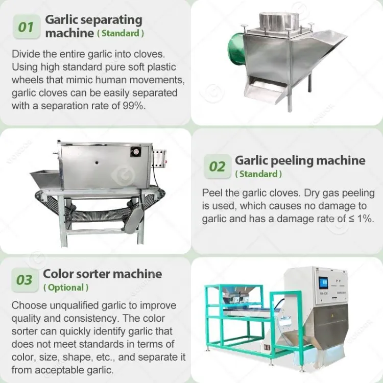 Complete Chain Driven Weifang Fully Automatic Garlic Clove Product Line Peel Machine Product Line Process Plant — image 2