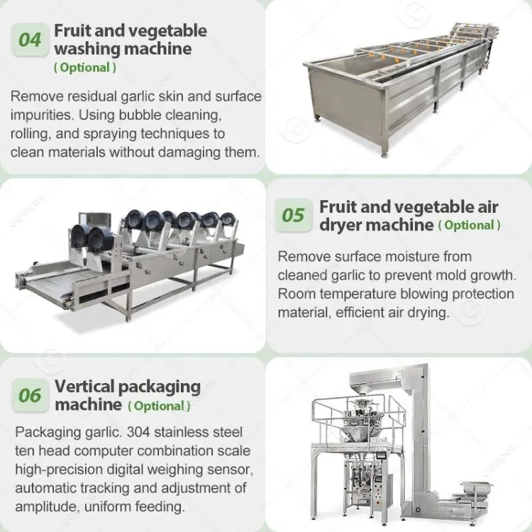 Complete Chain Driven Weifang Fully Automatic Garlic Clove Product Line Peel Machine Product Line Process Plant — image 3