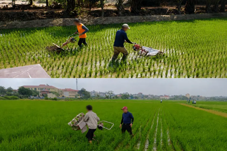 Japan Easy To Maintain Durable Powerful Farm Cultivators Walking Tractor Machine Small — image 2
