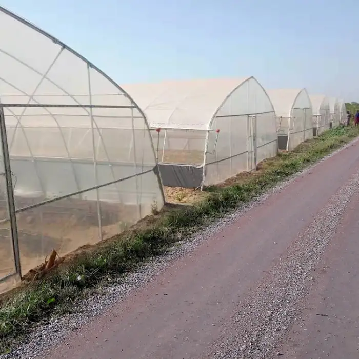 Galvanized Steel Frame PE Film Greenhouse Tunnel