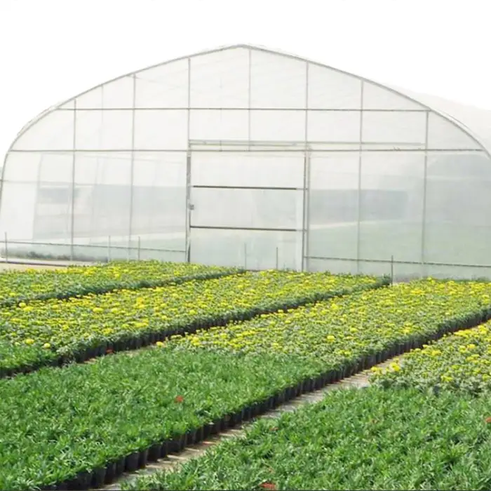 Galvanized Steel Frame PE Film Greenhouse Tunnel