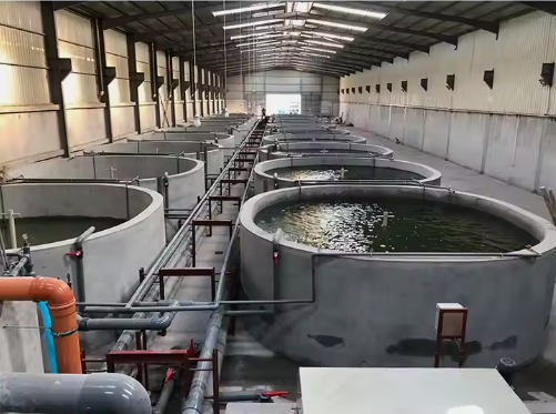 High density recirculating aquaculture systems ras prawn for fish farming