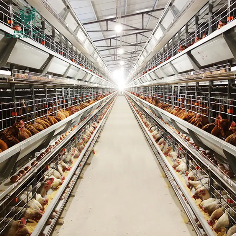 Layer Battery H Type Chicken Egg Laying Hens Poultry Cage With Automatic Egg Collection System