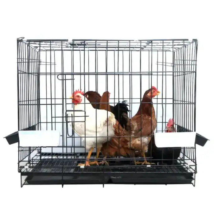 Durable Hot-Dip Galvanized Chicken Cages For Commercial Farms