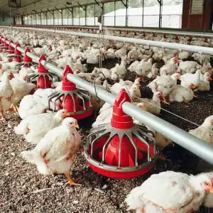 Automatic Chicken House Steel Structure Poultry House Chicken Sheds Animal Husbandry Equipment