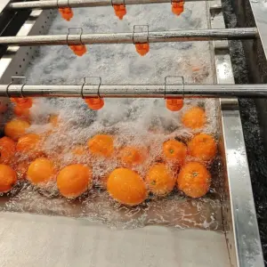 Mandarin Orange Date Palm Sorting Machine Fruit Cleaning Machine Citrus Fruit Waxing Machine