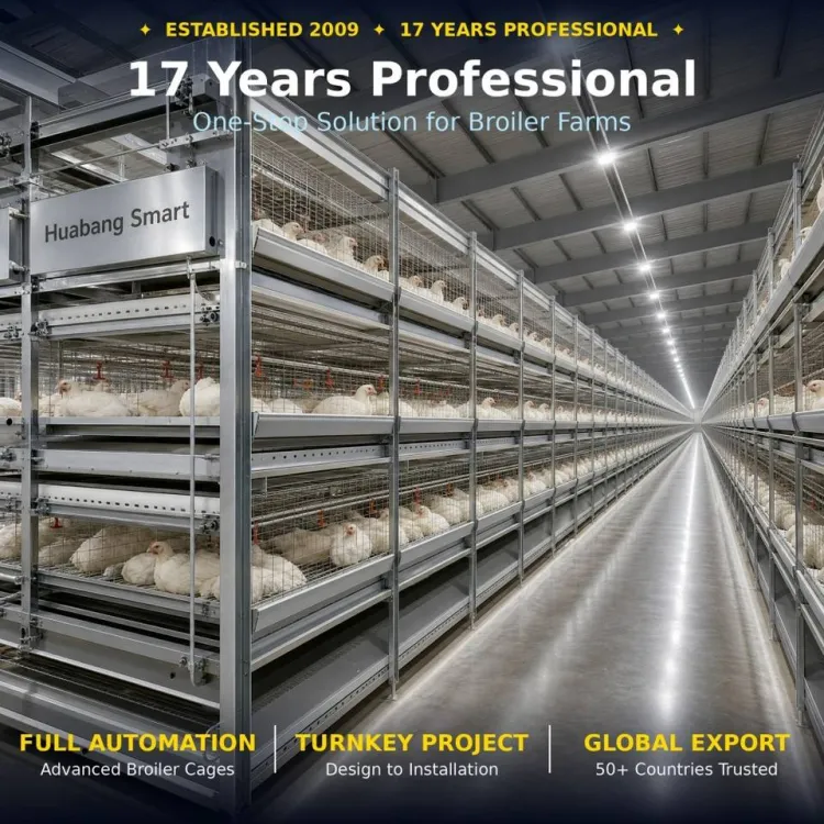 H-Type Automatic Broiler Chicken Cage -Dip Galvanized Poultry Farm Equipment One-Stop Solution with Installation Service