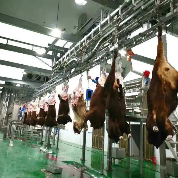 100 head per day modern cow abattoir plant cattle slaughterhouse equipment