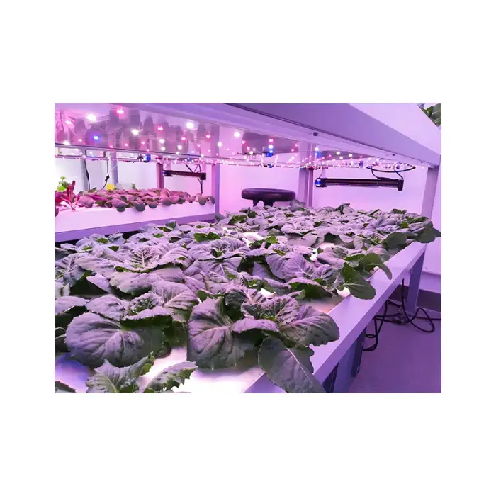 Intelligent Control NFT Channel Greenhouse Vertical Indoor Farm Plant Factory Hydroponics Container