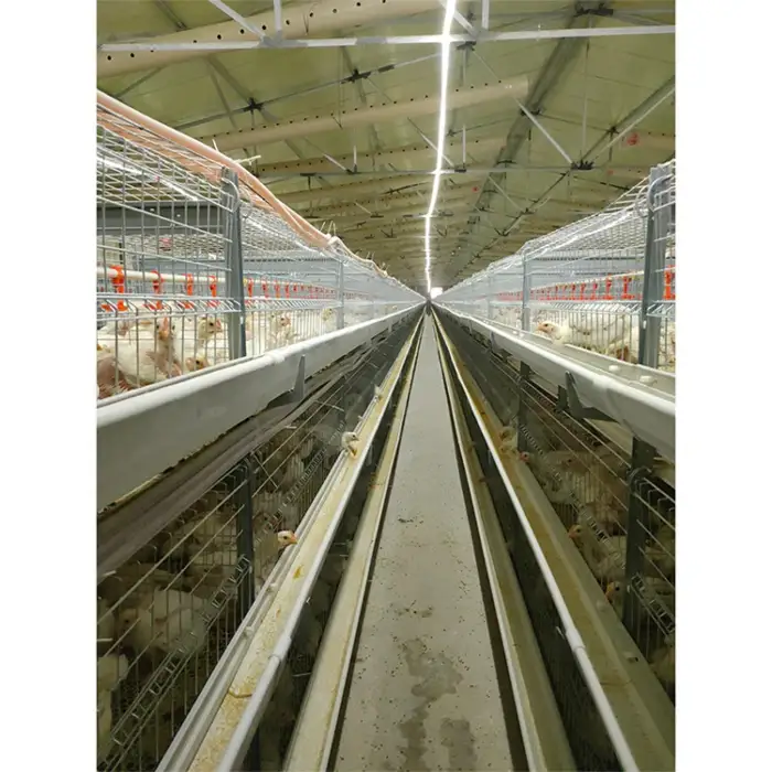 Poultry Farm H type Broiler Chicken Cages Broiler cage