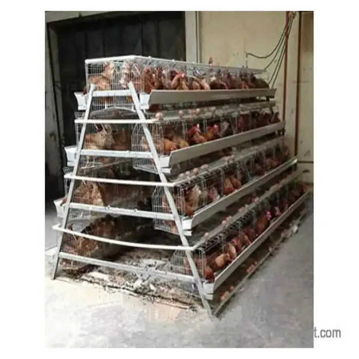 Automatic Chicken Poultry Cages Hot Galvanized Egg Layers Cage Poultry Farm House Free Design