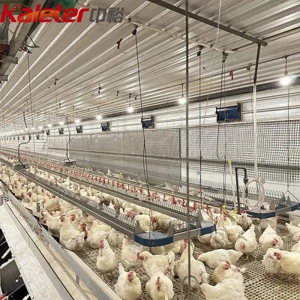 Broiler Parent Stock Feeder System Poultry Hens Automatic Breeder Farm Equipment Chicken Chain Feeding Line